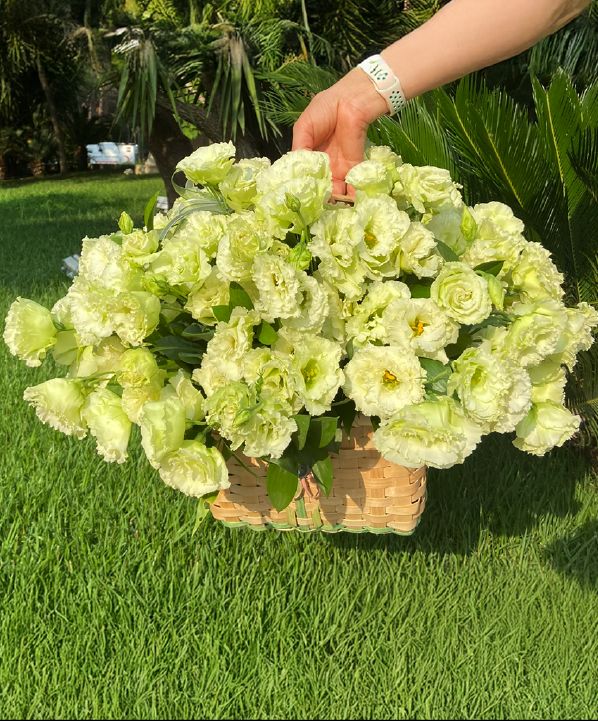 Yeşil Lisyantus Sepeti